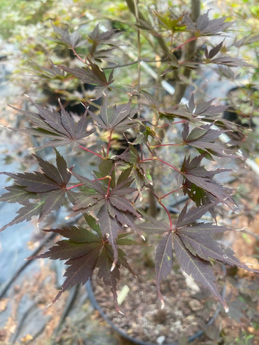 Acer palmatum 'Peve Stanley' - mapleridgenursery